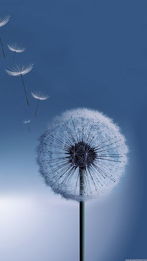 Dandelion Seed Head With Drifting Seeds Against a Soft Blue Sky HD phone wallpaper