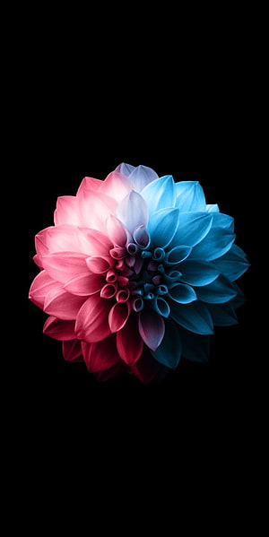 Vibrant Pink and Blue Dahlia Flower on Black Background HD phone wallpaper
