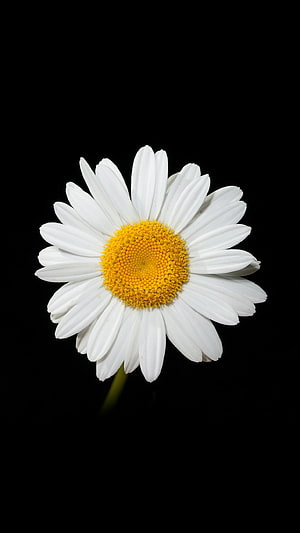 White Daisy with Golden Center Isolated on a Pure Black Background HD phone wallpaper