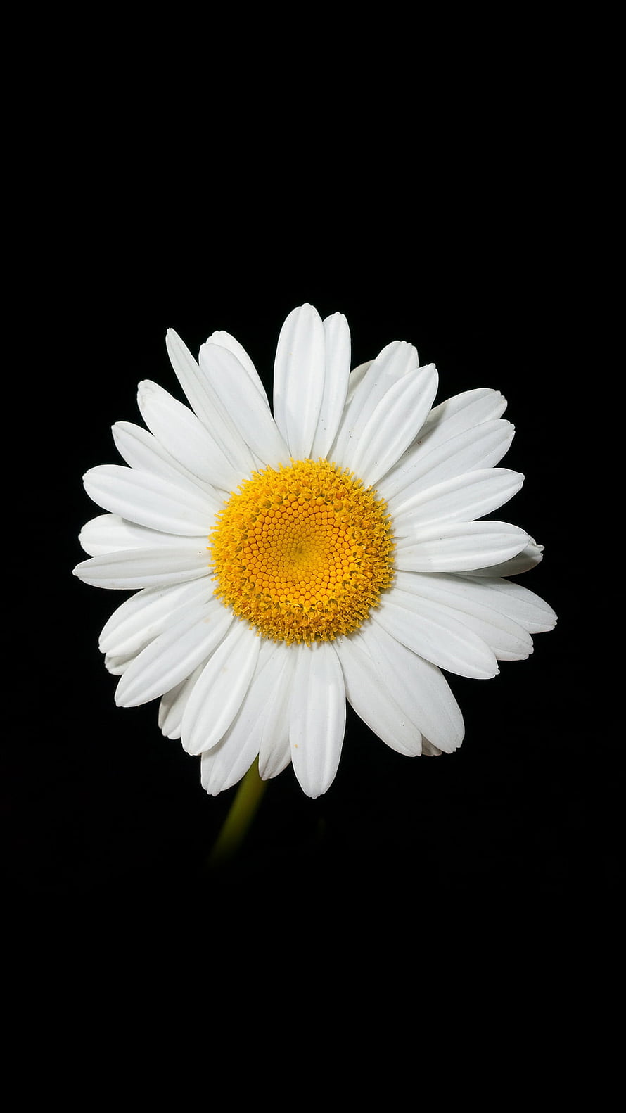 White Daisy with Golden Center Isolated on a Pure Black Background HD phone wallpaper