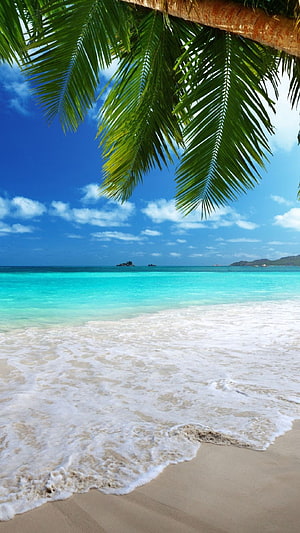 Tropical Beach Scene With Palm Fronds And Turquoise Ocean Water HD phone wallpaper