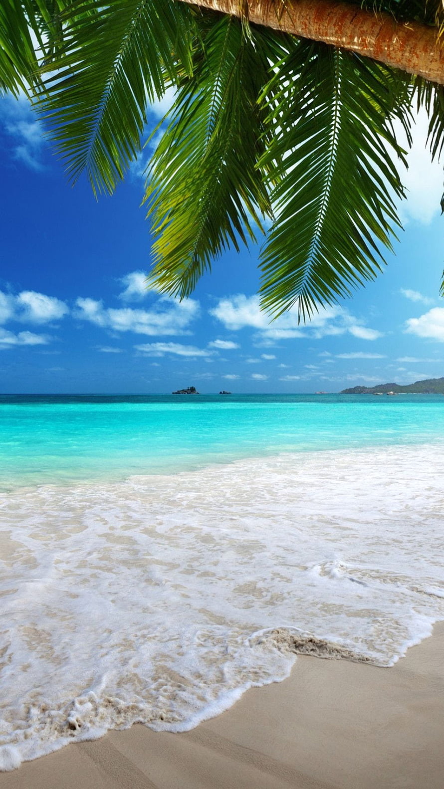 Tropical Beach Scene With Palm Fronds And Turquoise Ocean Water HD phone wallpaper