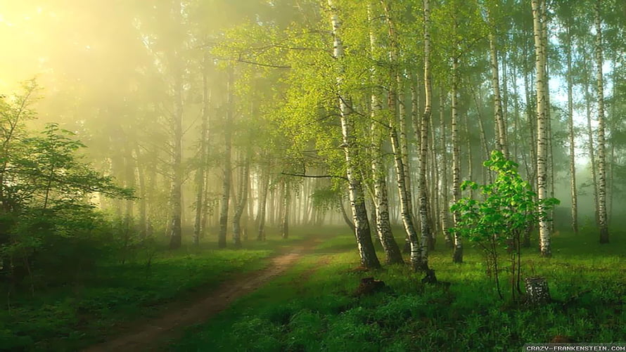 Sunlit Birch Forest Path in Morning Mist with Lush Green Undergrowth HD wallpaper