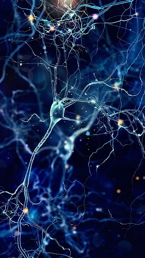 Glowing Blue Neuron Network With Synaptic Connections And Electrical Pulses HD phone wallpaper
