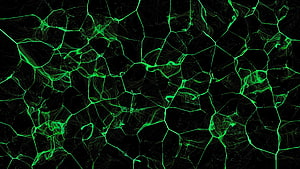 Abstract Green Fracture Pattern on Black Background with Geometric Web Texture HD wallpaper