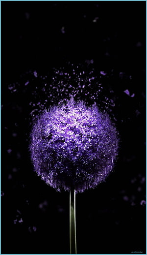 Vibrant Purple Allium Flower Head Against a Deep Black Background HD phone wallpaper