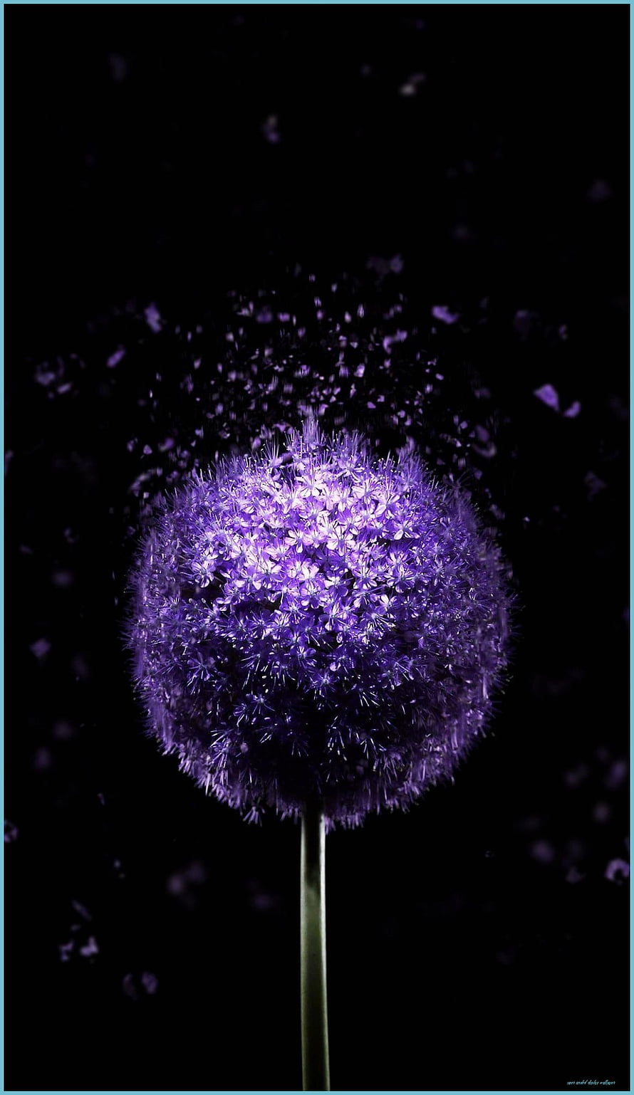 Vibrant Purple Allium Flower Head Against a Deep Black Background HD phone wallpaper