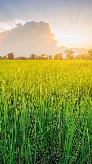 Golden Rice Paddy Field at Sunset with Dramatic Clouds and Distant Tree Line HD phone wallpaper