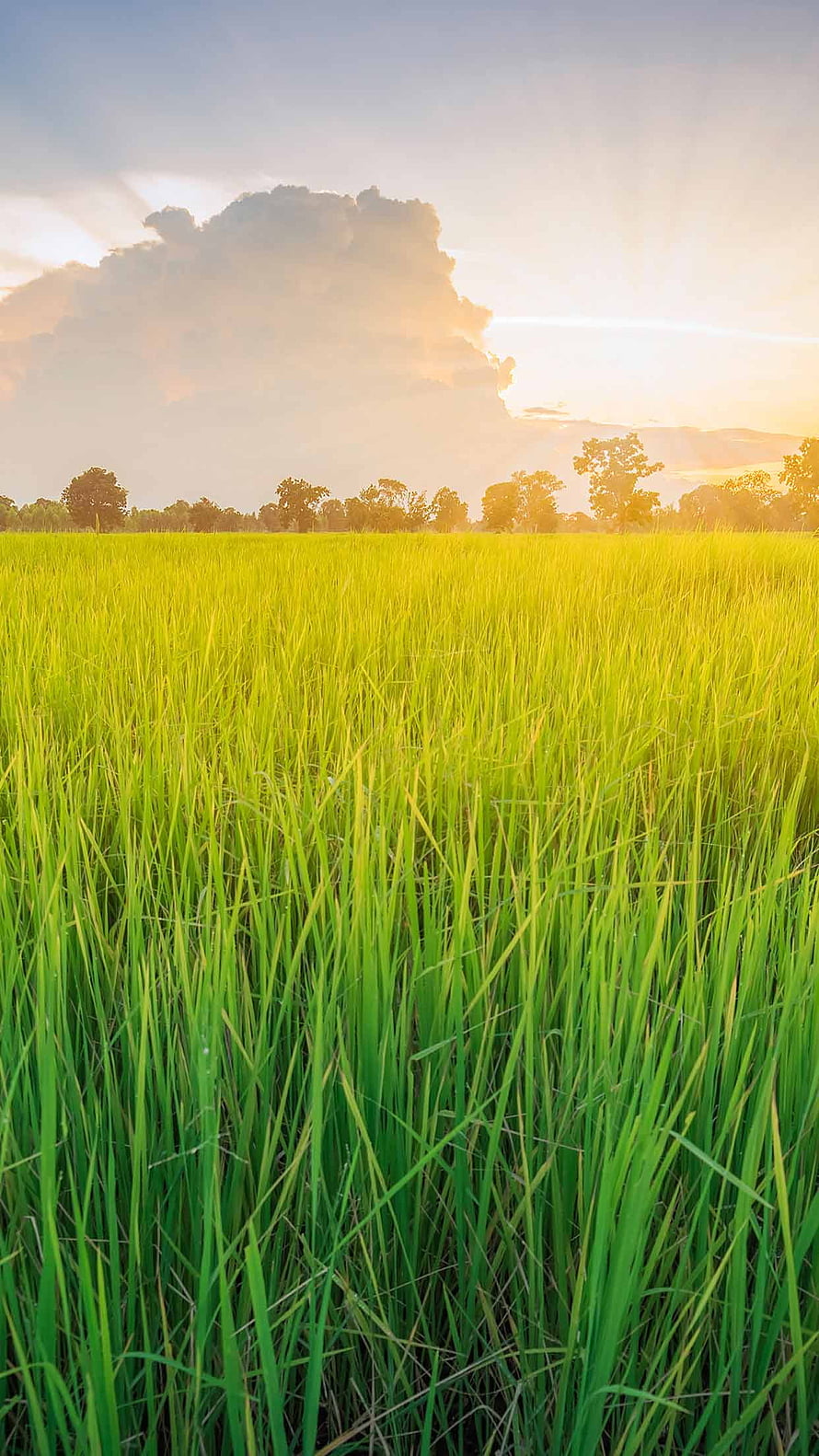 Golden Rice Paddy Field at Sunset with Dramatic Clouds and Distant Tree Line HD phone wallpaper
