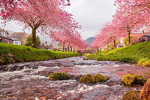 Cherry Blossom Trees Lining a Flowing River in a Scenic Village Landscape HD wallpaper