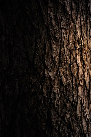 Dark Tree Bark Texture with Dramatic Side Lighting and Deep Ridges HD phone wallpaper