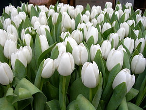 Dense Field of White Tulips in Full Bloom with Lush Green Foliage HD wallpaper