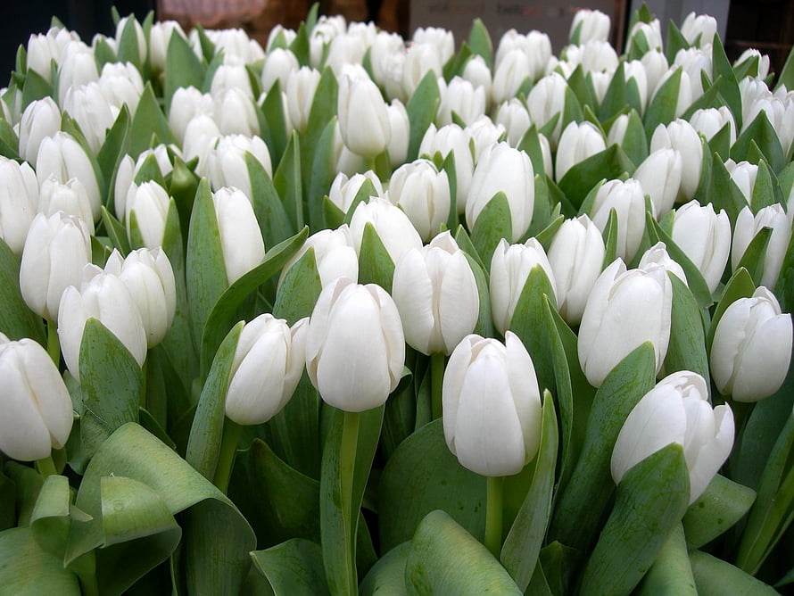Dense Field of White Tulips in Full Bloom with Lush Green Foliage HD wallpaper