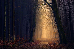 Mystical Autumn Forest Path With Golden Sunlight Filtering Through Misty Trees HD wallpaper