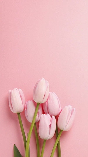 Delicate Pastel Pink Tulips on a Soft Blush Background HD phone wallpaper