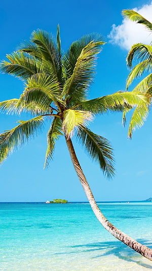 Tropical Palm Tree Leaning Over Turquoise Caribbean Waters Under a Clear Blue Sky HD phone wallpaper
