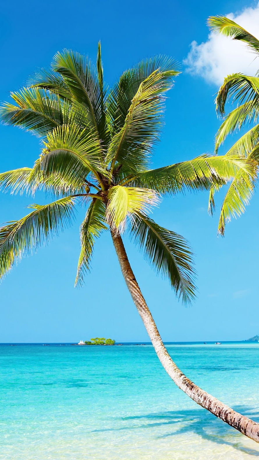 Tropical Palm Tree Leaning Over Turquoise Caribbean Waters Under a Clear Blue Sky HD phone wallpaper