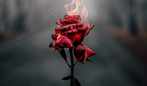 Crimson Rose Enveloped in Flames Against a Dark Moody Background HD wallpaper