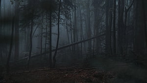 Dark and Mysterious Foggy Forest with Tall Pine Trees and Fallen Log HD wallpaper