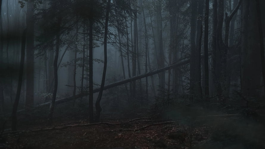 Dark and Mysterious Foggy Forest with Tall Pine Trees and Fallen Log HD wallpaper