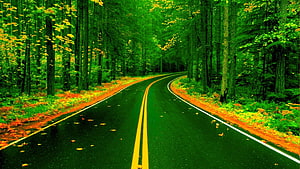 Winding Forest Road With Vibrant Green Trees And Yellow Leaves HD wallpaper