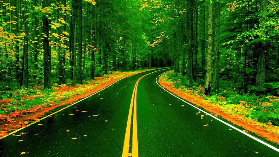 Winding Forest Road With Vibrant Green Trees And Yellow Leaves HD wallpaper
