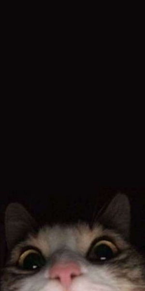 Cute Cat Peeking From Bottom With Wide Eyes On Black Background HD phone wallpaper