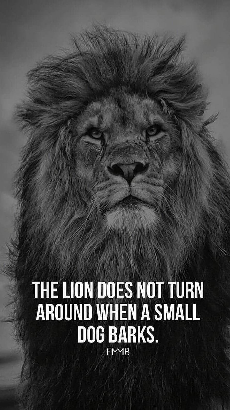 Black and white portrait of a majestic lion with a motivational quote about strength and ignoring negativity HD phone wallpaper