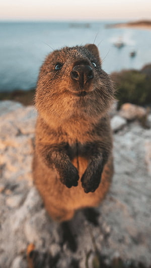 Close-up portrait of a smiling quokka standing on coastal rocks with ocean background HD phone wallpaper