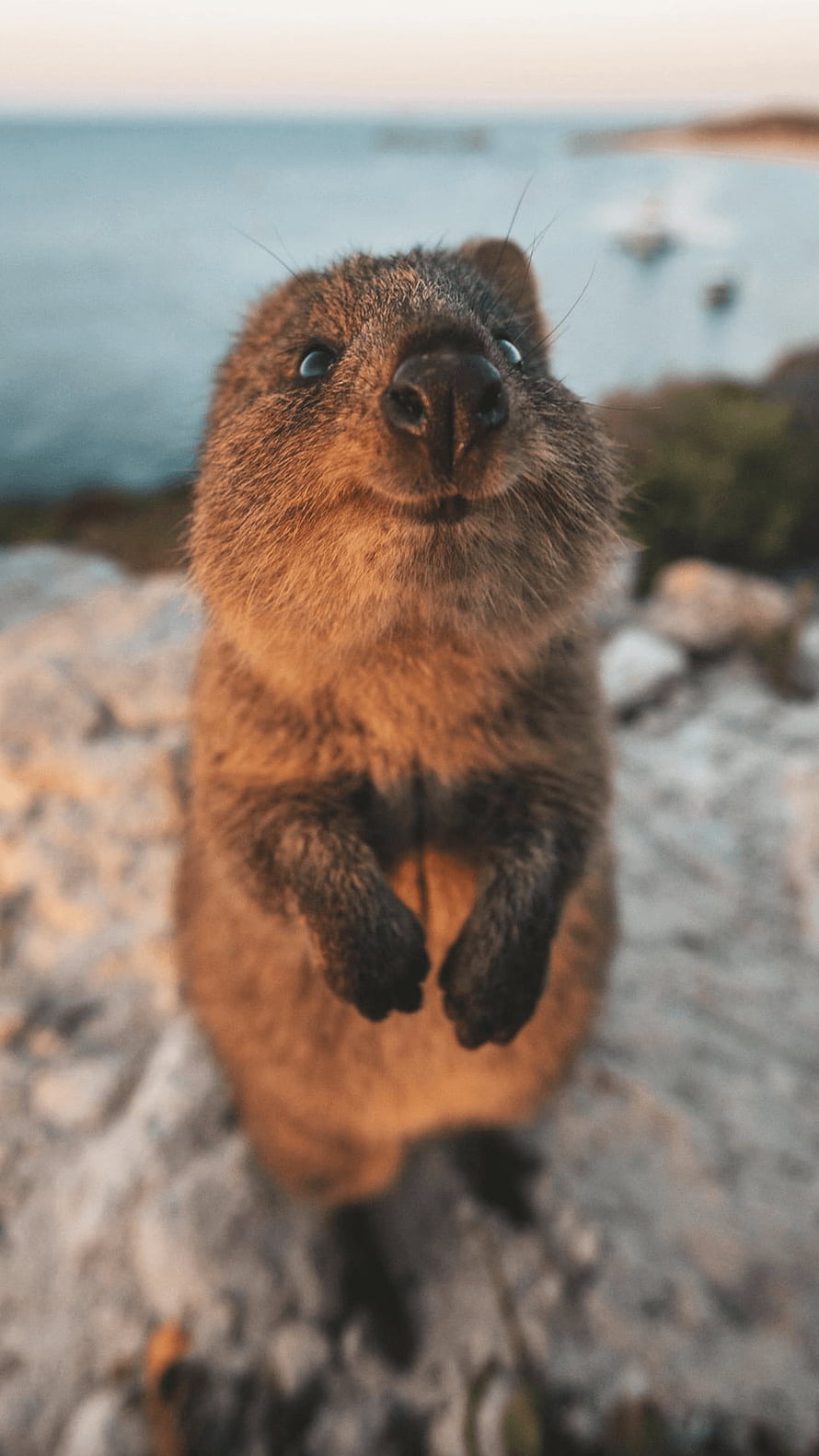 Close-up portrait of a smiling quokka standing on coastal rocks with ocean background HD phone wallpaper
