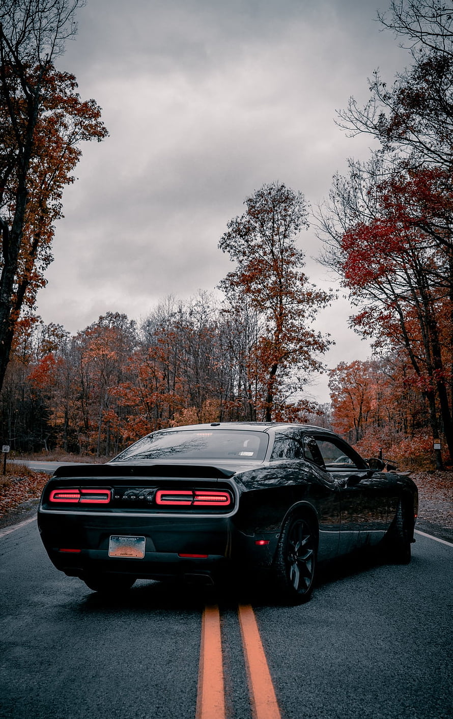 Black Dodge Challenger on a Winding Road Surrounded by Autumn Foliage HD phone wallpaper