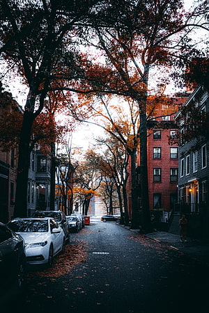 Autumn City Street with Orange Leaves and Parked Cars HD phone wallpaper