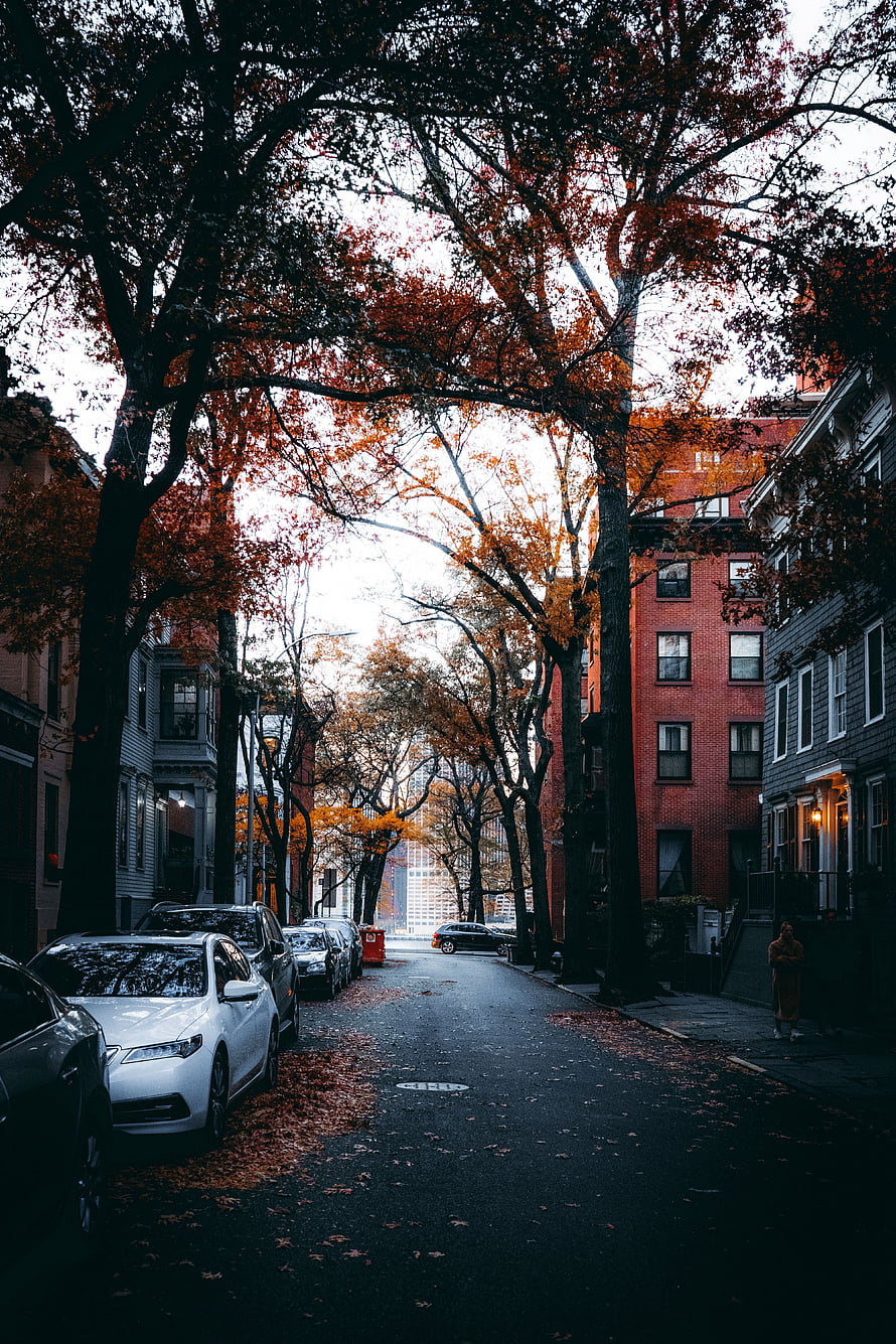 Autumn City Street with Orange Leaves and Parked Cars HD phone wallpaper