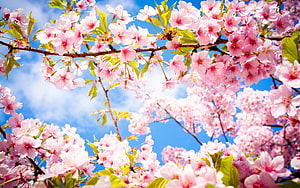 Pink Cherry Blossoms Blooming on Branches Against a Bright Blue Sky HD wallpaper