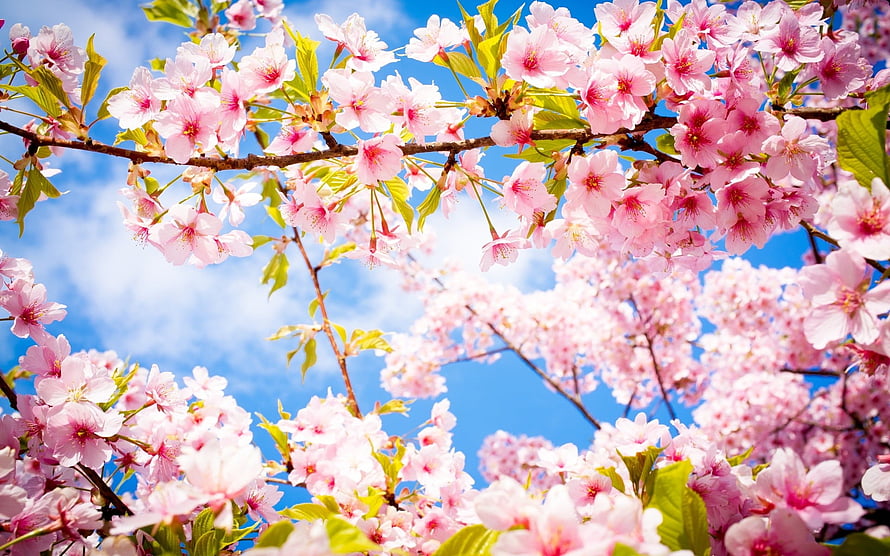 Pink Cherry Blossoms Blooming on Branches Against a Bright Blue Sky HD wallpaper