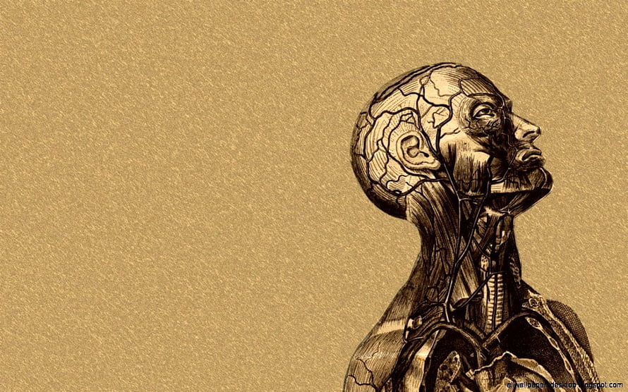 Anatomical Human Head and Neck Illustration in Sepia Tinted Engraving Style, Medical, Medical Laptop HD wallpaper