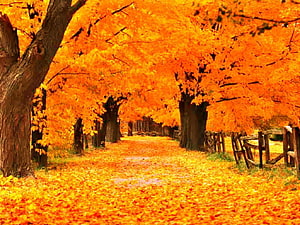 Golden Autumn Path Lined With Vibrant Orange Trees And Fallen Leaves HD wallpaper