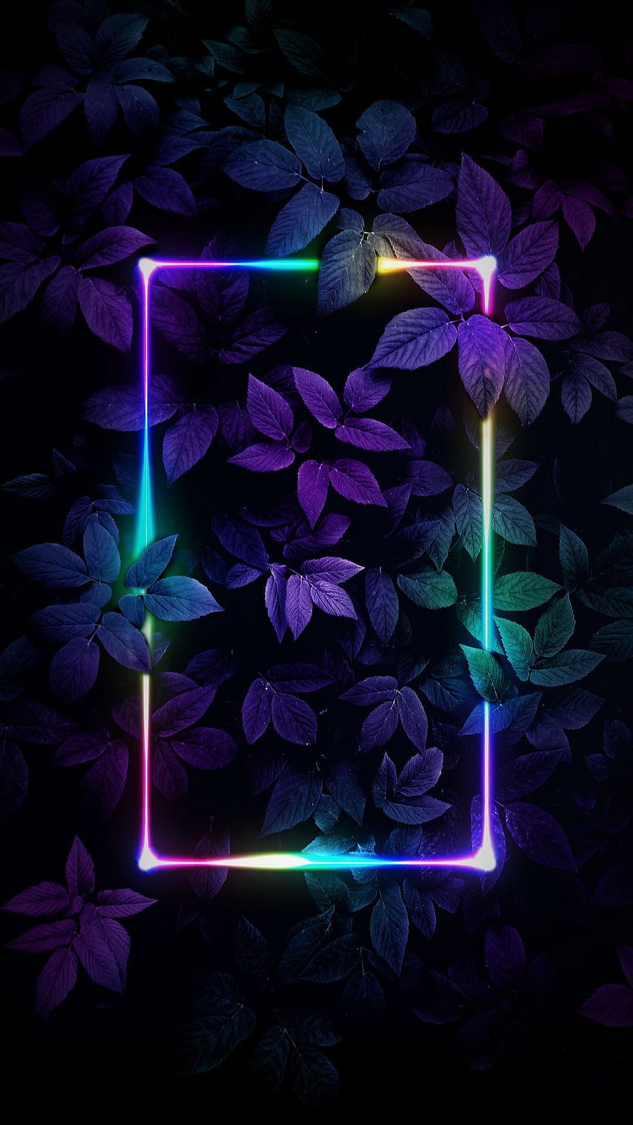 Neon Rainbow Rectangle Frame Over Dark Purple Leaves Background HD phone wallpaper