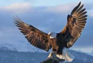 Majestic Bald Eagle Spreading Wings on a Perch Against a Misty Mountain Sky HD wallpaper