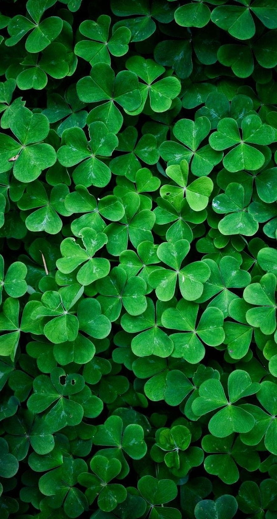 Vibrant Green Clover Leaves Pattern Nature Background HD phone wallpaper