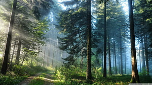 Sunbeams streaming through a misty pine forest with a winding path HD wallpaper