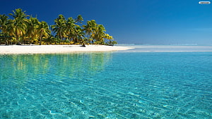 Tropical Paradise Beach with Crystal Clear Turquoise Water and Palm Trees HD wallpaper