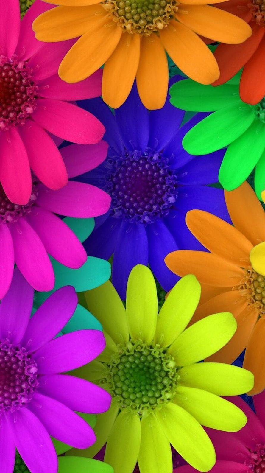 Vibrant Rainbow Daisy Close-Up with Neon Pink, Blue, and Green Petals HD phone wallpaper