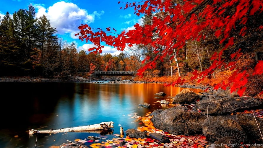 Vibrant Autumn River Landscape with Red Maple Leaves and Stone Bridge HD wallpaper