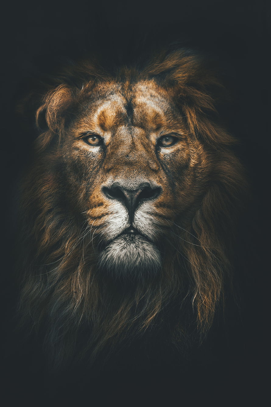 Majestic Male Lion Portrait With Dark Background And Intense Gaze HD phone wallpaper
