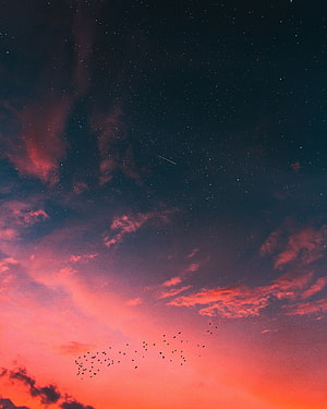 Flock of Birds Flying Against a Vibrant Pink and Orange Sunset Sky with Stars HD phone wallpaper