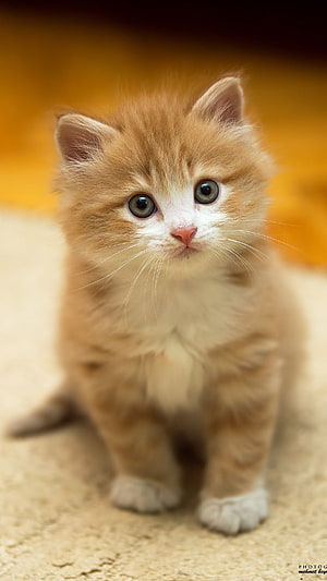 Adorable Fluffy Ginger Kitten With Big Blue Eyes And White Paws HD phone wallpaper