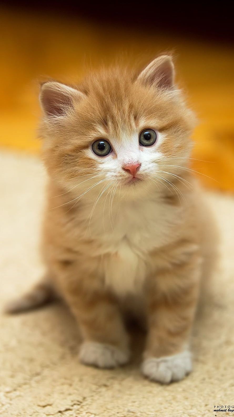 Adorable Fluffy Ginger Kitten With Big Blue Eyes And White Paws HD phone wallpaper