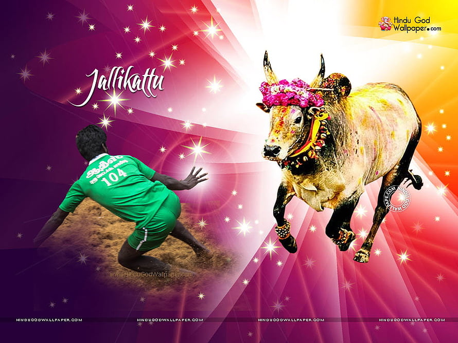 Jallikattu Bull Taming Festival with Decorated Bull and Participant in Green Jersey HD wallpaper