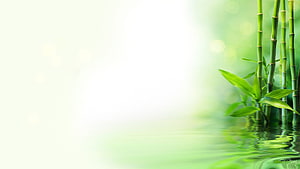 Serene Green Bamboo Stalks Growing in Calm Water with Soft Bokeh Background HD wallpaper